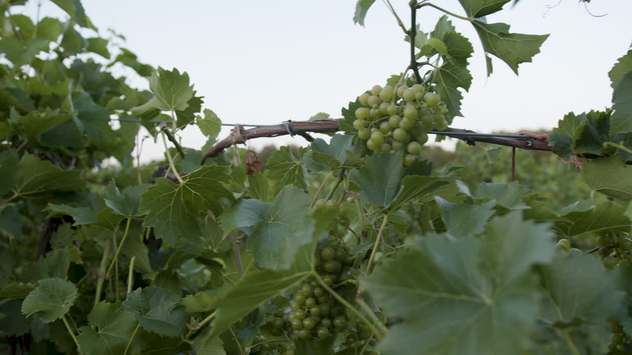 덩굴과 가지가 있는 포도원에 있는 포도 송이의 슬로우 모션 영상