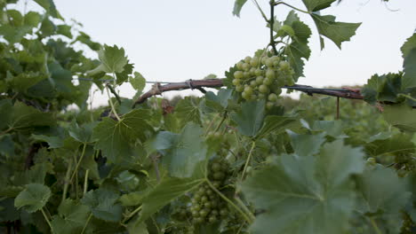 slow motion footage of grape clusters in a vineyard with vines and branches