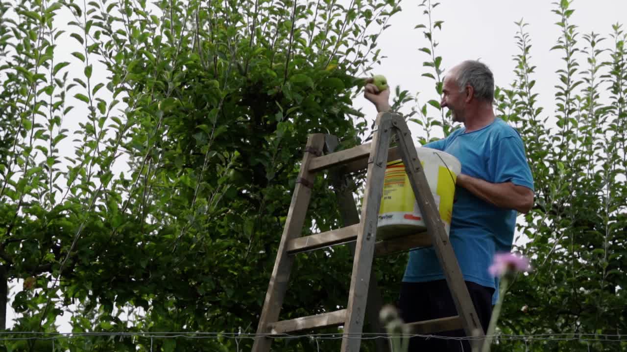 feliz jubilado caucásico recogiendo manzanas verdes del árbol frutal, cámara lenta