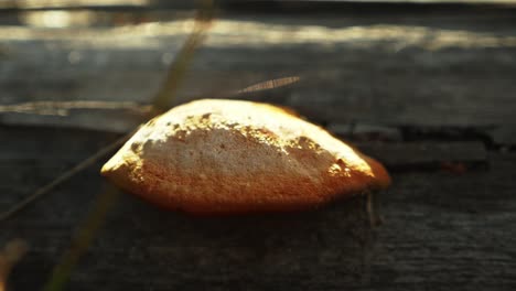 pan left close up of mushroom on tree