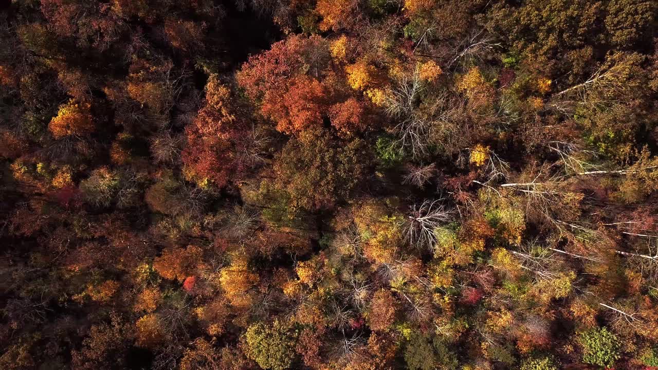 Drone, udara, pandangan mata burung dari atas ke bawah, panning dari kanan ke kiri di atas pepohonan berwarna cerah musim gugur, diakhiri dengan Sungai Rivanna yang masuk ke dalam bingkai
