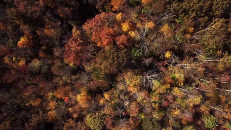 drone, aerial, birds eye top down pan from right to left over the top of vibrant fall, autumn colored trees, ending with the rivanna river coming into frame