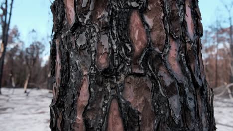 tronco y corteza de árbol quemados
