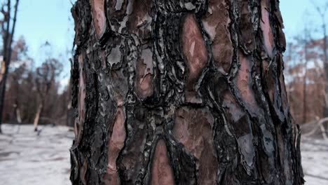 burnt tree trunk and bark