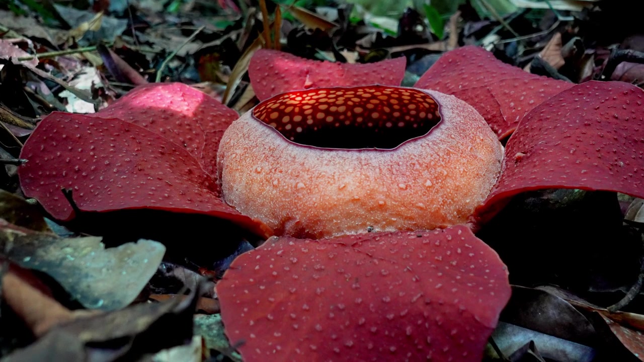 Rallentatore 4K ripreso a mano di una Rafflesia kerrii incontaminata nel Parco Nazionale di Khao Sok, Surat Thani, Thailandia, con una mosca che le vola intorno.