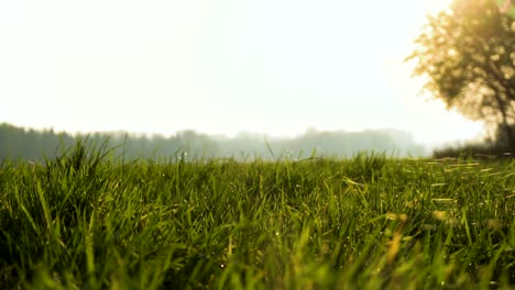 detalle de hojas de gras con telarañas a nivel del suelo en escena matutina