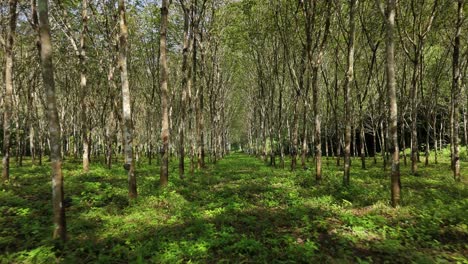 Extraction-of-Latex-Rubber-Tree-Plantation-in-Southern-Thailand,-Monoculture-Fertilizer-Poison-Soil-Biodiversity-Use-of-Chemicals-and-Pesticides-in-Agriculture