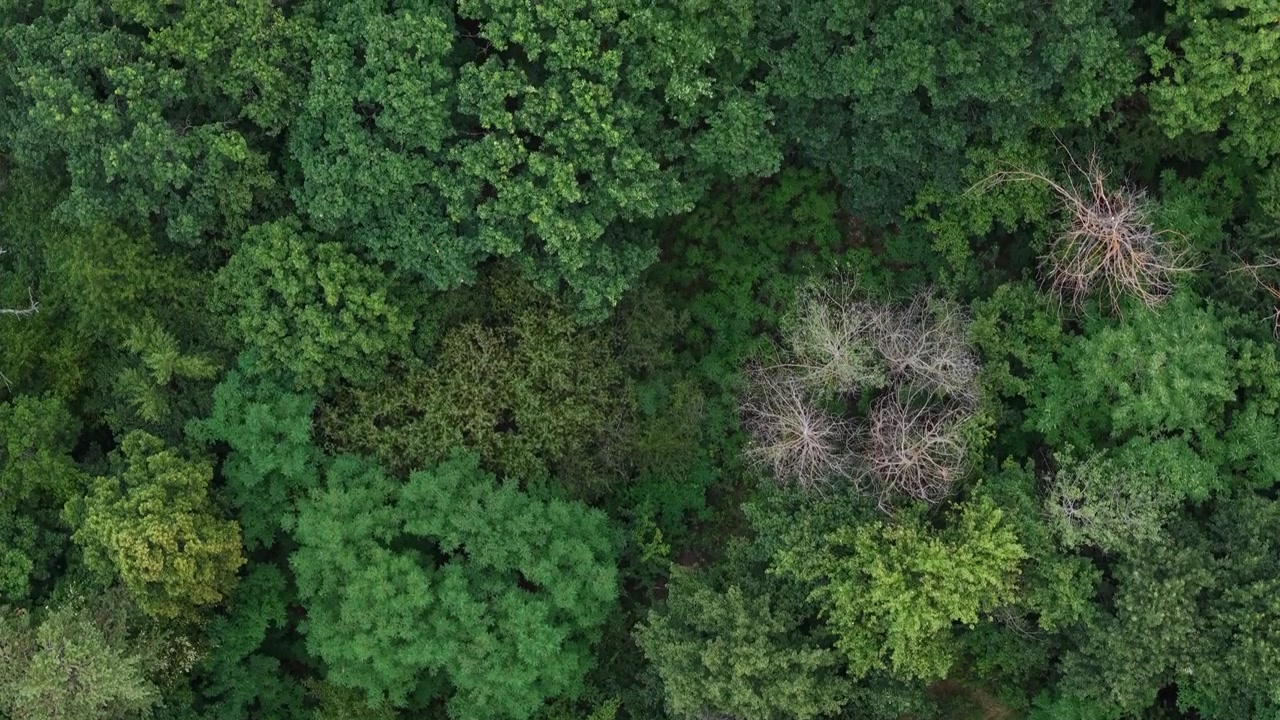 An overhead drone shot capturing the dense, intricate textures of a lush green forest canopy during a vibrant summer season.