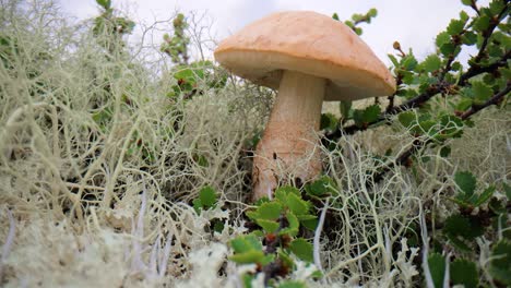 beautiful boletus edulis mushroom in arctic tundra moss. white mushroom in beautiful nature norway natural landscape. mushrooms season.