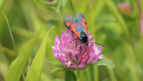 Polilla-Burnett-De-Seis-Puntos-Sentada-En-Un-Trébol-Floreciente-Púrpura-Alimentándose,-Primer-Plano