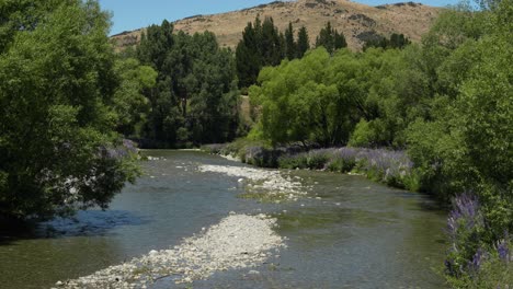 Gentle-serene-water-flow-along-small-creek-lined-with-purple-lupins-on-sunny-day