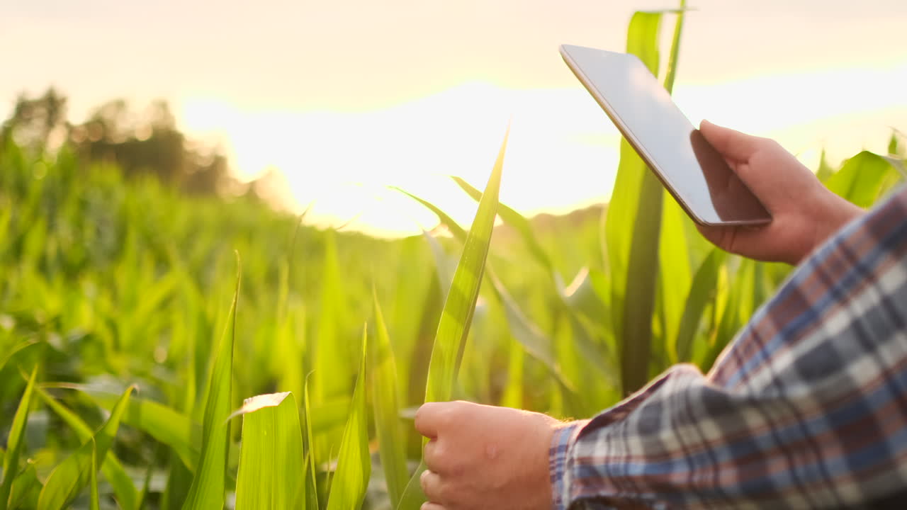 옥수수 에서 디지털 태블릿 컴퓨터를 사용하는 농부 태양이 지는 동안 농업 성장 활동에 현대 기술 응용