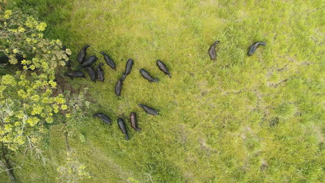 looking-down-at-the-bulls-in-a-green-field-next-to-trees,-bulls-at-the-Ecuadorian-coast-province-of-Santo-domingo