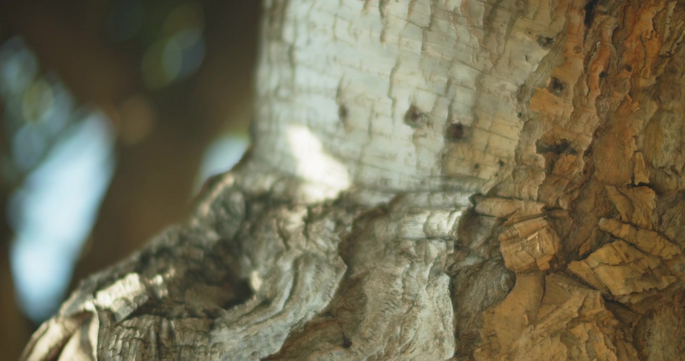 Tronco d'albero bianco su sfondo sfocato
