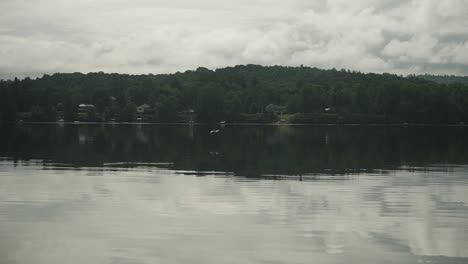 Majestic-bird-flying-over-glass-calm-surface-of-lake-water-near-Canada-tracking-gimbal-shot-super-slow-motion-HD-30p