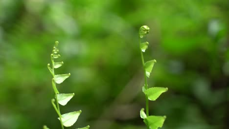 at the beginning of the monsoon, fern leaves start to grow