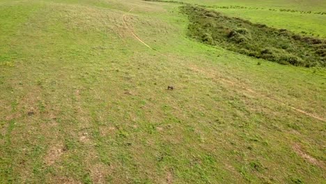 Wild-Pig-Wondering-Across-A-Clearing-and-green-field