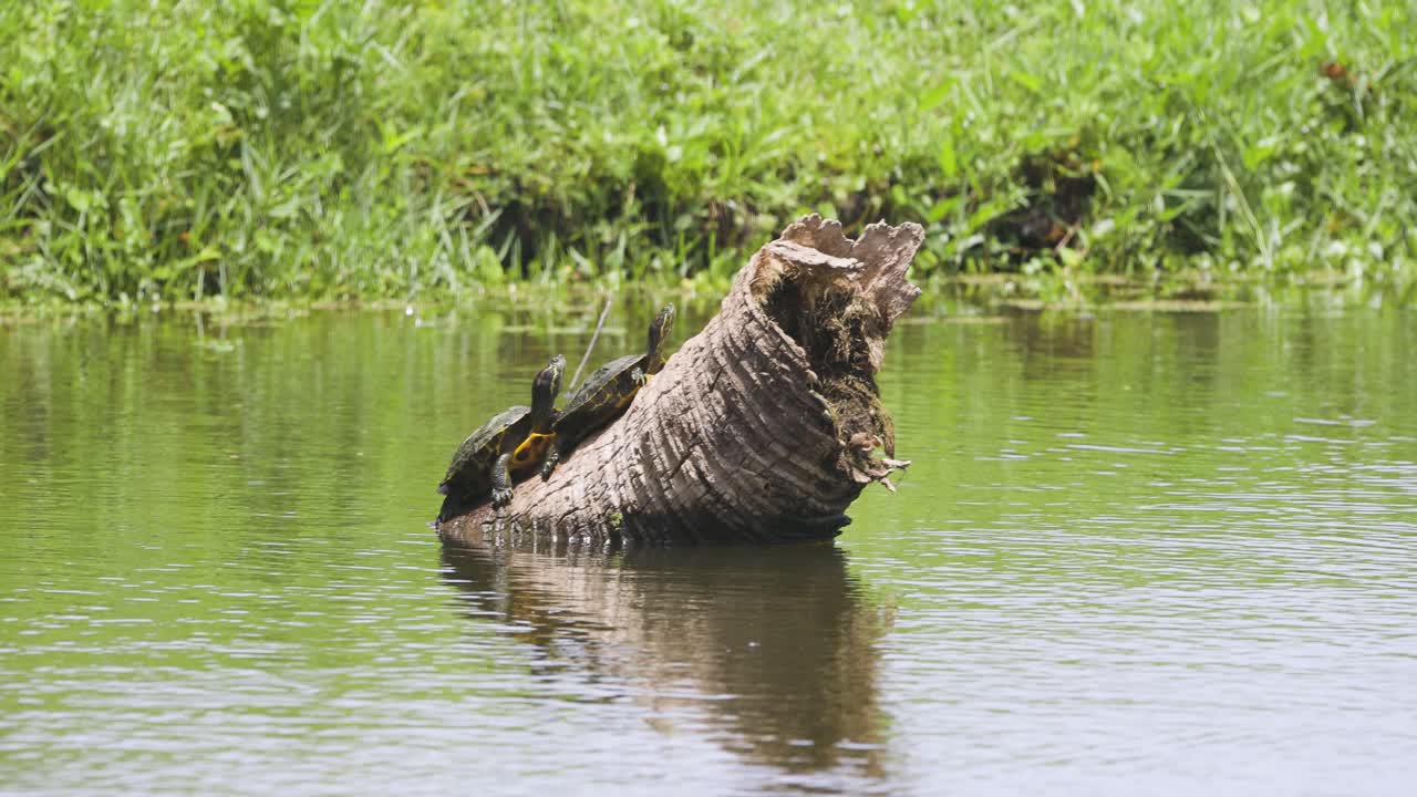 A cormorant spreads its wings while perched on a log in a calm, green-tinted wetland