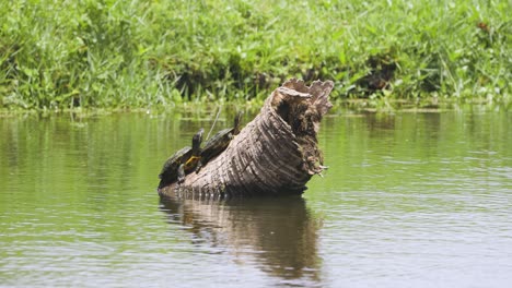 a cormorant spreads its wings while perched on a log in a calm, green-tinted wetland
