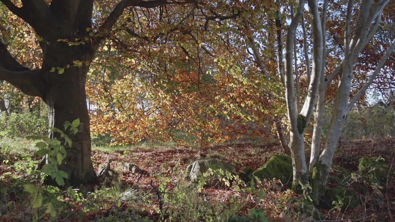 Faggio in autunno con foglie in controluce.