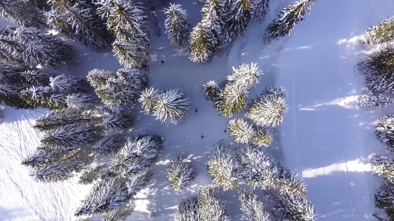 Dron z ujęciem w dół, śledzący narciarzy w lesie