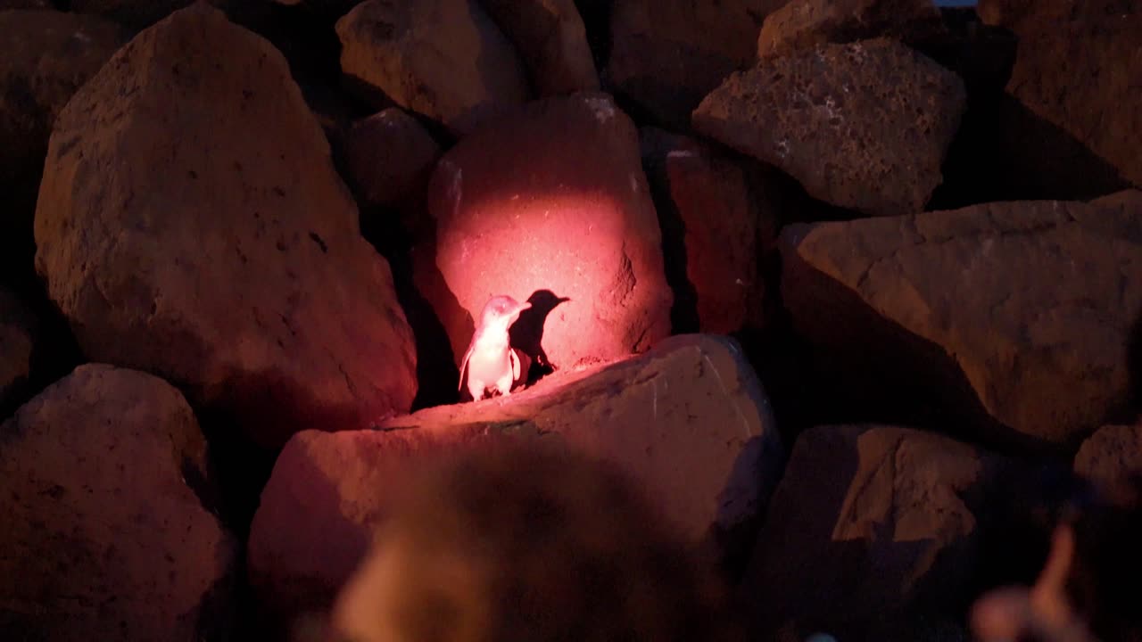 Penguin in Melbourne during night