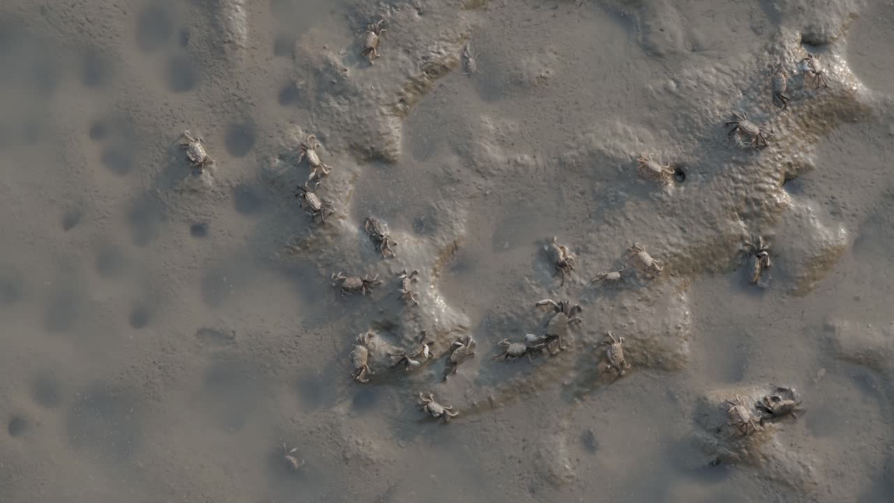 Small crabs walking on the beach