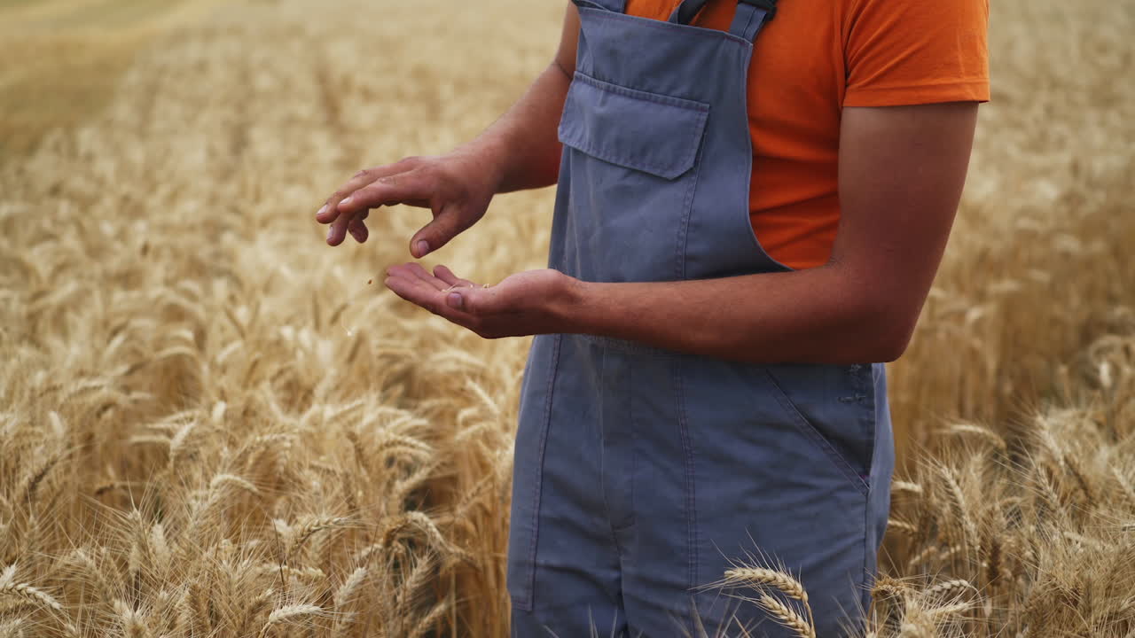 Farmer tests the wheat seeds in his hands. Male agronomist inspects the quality of grain on wheat field background.