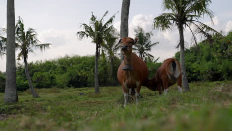 Low-angle-footage-of-a-young-calf-drinking-milk-from-its-mother-cow-in-a-lush-green-environment-in-Indonesia,-showcasing-animal-husbandry-in-agriculture