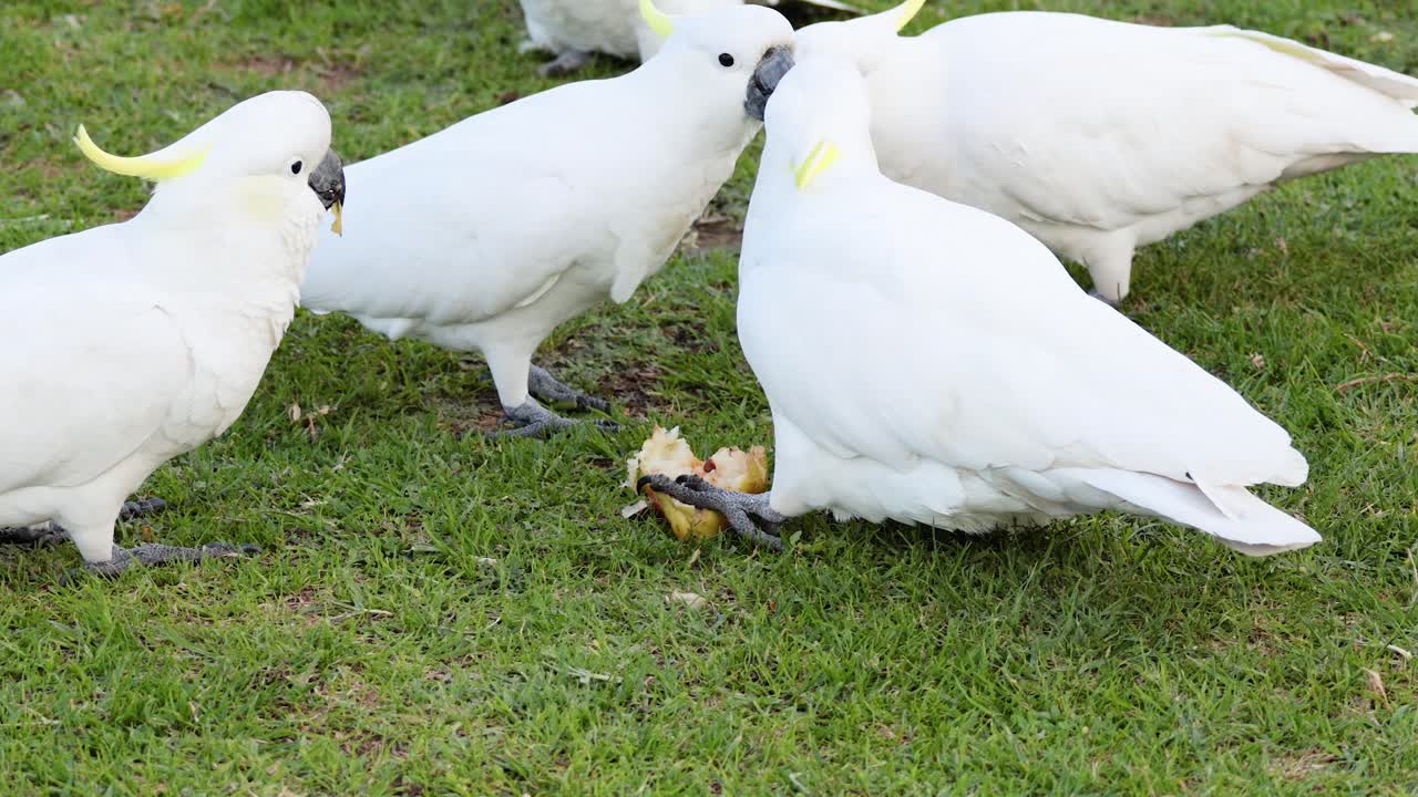 잔디 에서 먹이 를 먹는 카카투 집단