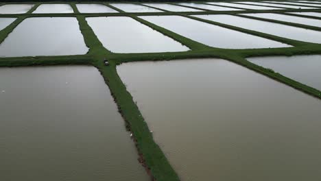 avance aéreo sobre campos de arroz irrigados y garzas, bayaguana, comatillo en la república dominicana