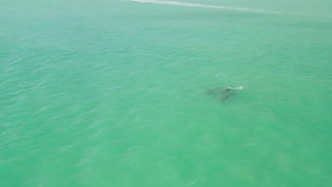 toma aérea de drones de 3 delfines nadando en aguas turquesas del golfo de méxico