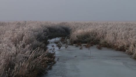 marshland with frost covered vegetation. wadden sea. netherlands