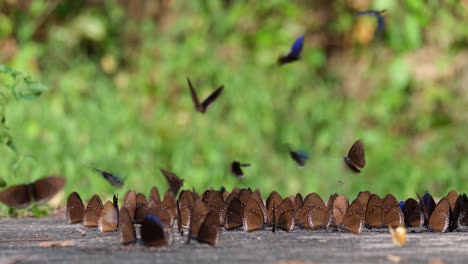 Blue-King-Crow,-Butterfly,-Euploea-camaralzeman,-Thailand