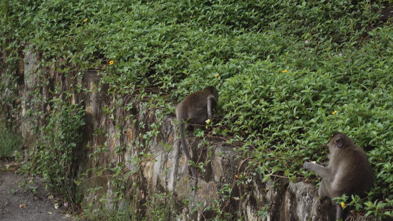 Macaco mangiatore di granchi corre a terra con il cibo in bocca