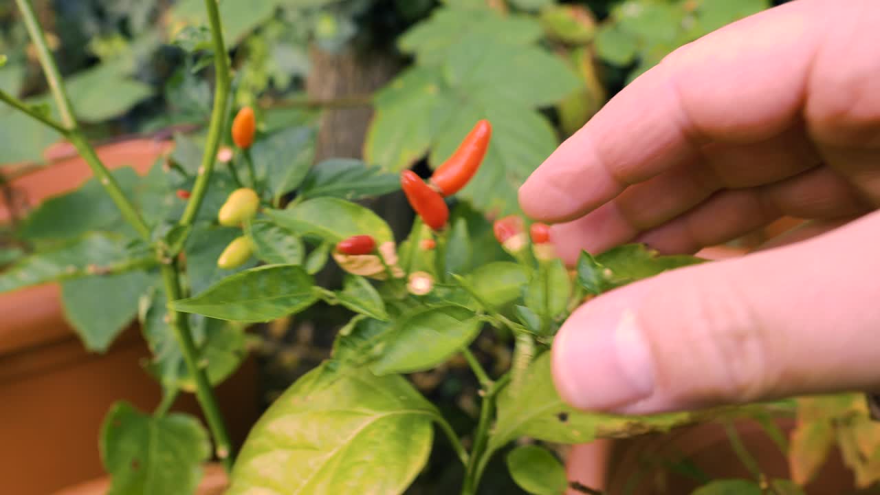 밖에서 화창한 날 멋진 칠리 식물에서 잘 익은 칠리 과일을 따는 손을 닫으세요