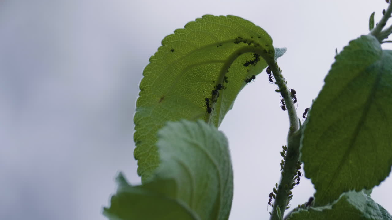 농부 개미와 그들의 애피드 무리가 식물에 오르고 있습니다.