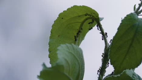 hormigas agricultoras y sus rebaños de pulgones, subiendo a una planta, de cerca