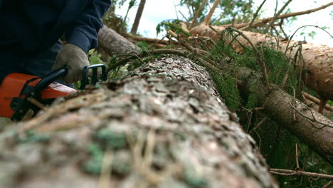 Hombre-Aserrando-Madera-Con-Motosierra.-Leñador-Profesional-Cortando-Un-árbol-Grande-Con-Motosierra