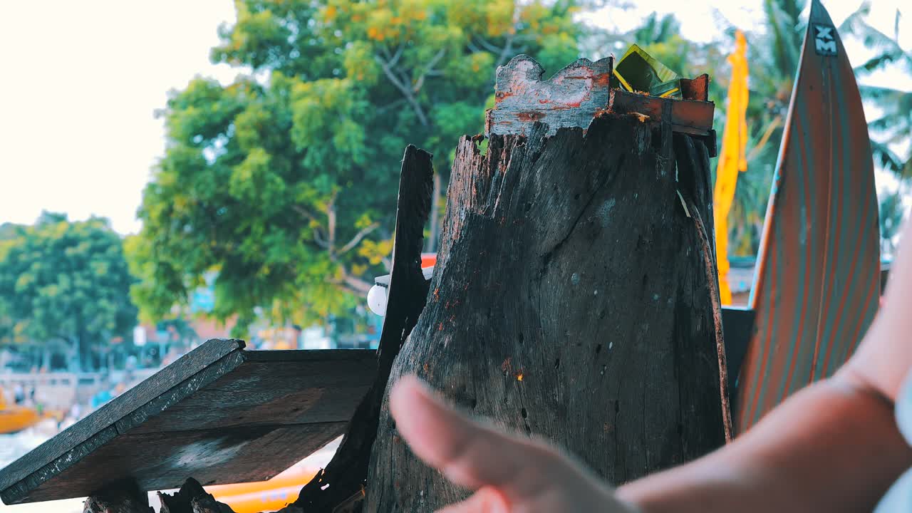 해변에 있는 나무 껍질에 있는 개미