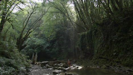 tranquil forest stream with hiking path