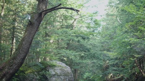 mountain brook boulder pan down