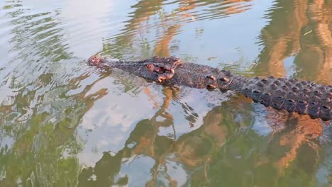 A-closeup-of-a-large-wild-crocodile-swimming-in-the-Northern-Territories,-Australia