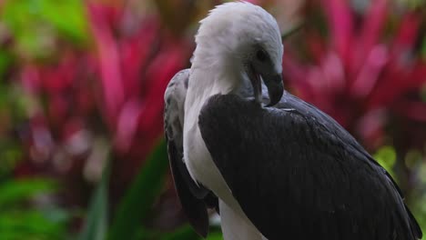 Streckt-Seinen-Kopf-Nach-Links,-Kratzt-Sich-Dann-Am-Kopf-Und-Putzt-Seinen-Rücken,-Weißbauchseeadler-Haliaeetus-Leucogaster