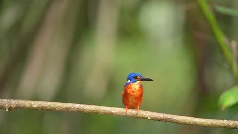 a vibrant blue and orange kingfisher perches on a branch