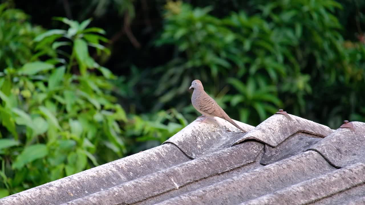 옥상에 앉아 아시아 얼룩말 비둘기 잠겨