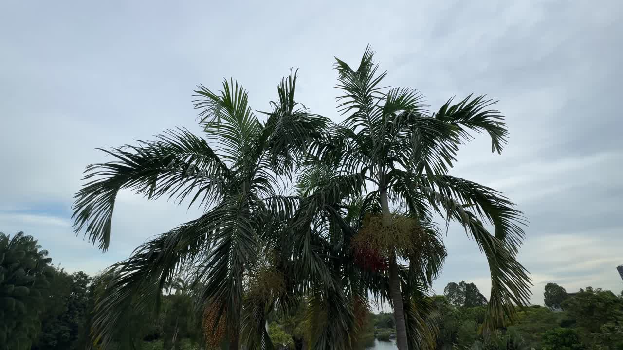 Gust of wind is blowing through the tropical palm trees in a park.