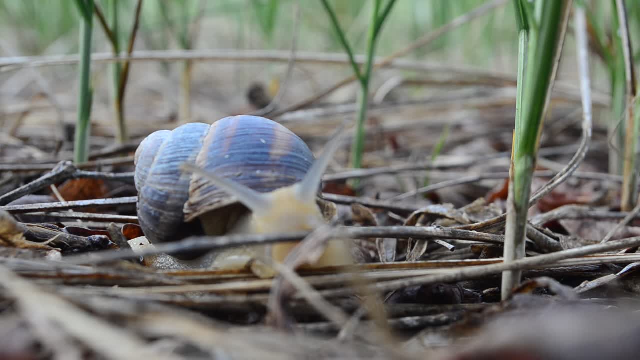 Shooting of a snail. Snail in the garden on the grass