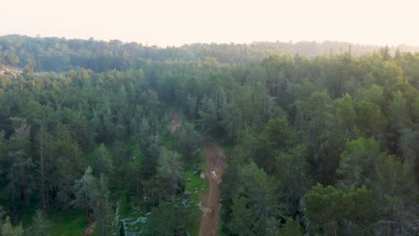 Dichter-Wald-In-Israel_Luftaufnahme