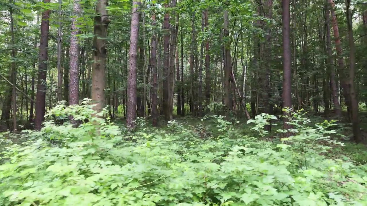Carrellata a mano che si muove attraverso un bosco verde lussureggiante con alberi alti e fitta vegetazione forestale in un contesto naturale sereno.